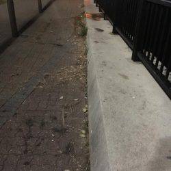 ガシラもいいですや