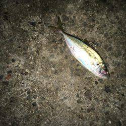 メバルは見れず…