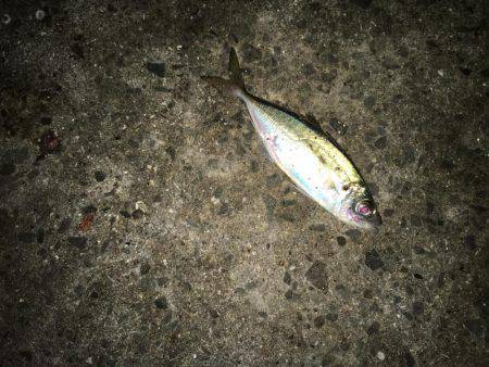 メバルは見れず…