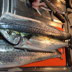 エギ竿からのさわら!