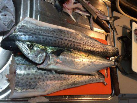 エギ竿からのさわら!