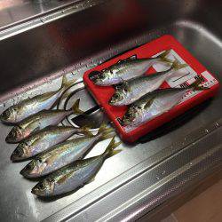 今日もマイポイントへアジング(^^)