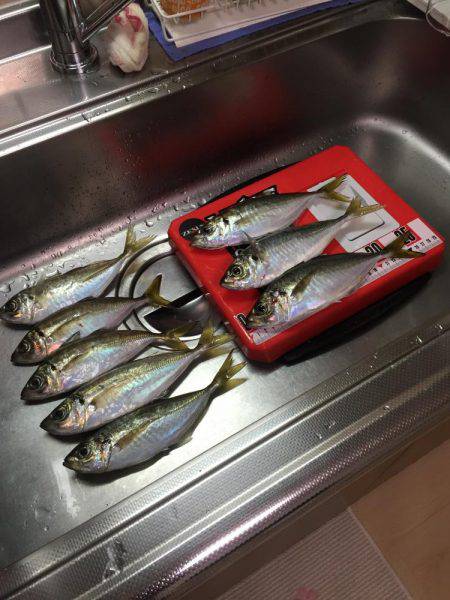 今日もマイポイントへアジング(^^)