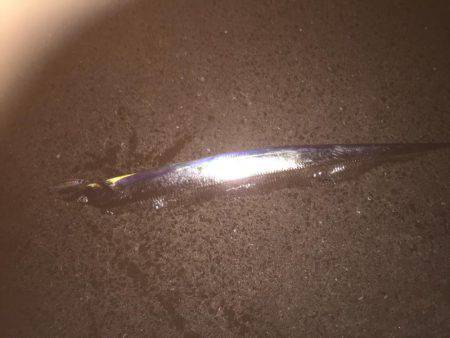 久々のシーバス