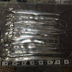 夜のタチウオ釣行