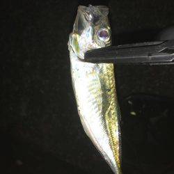 タッチーおるかなぁ