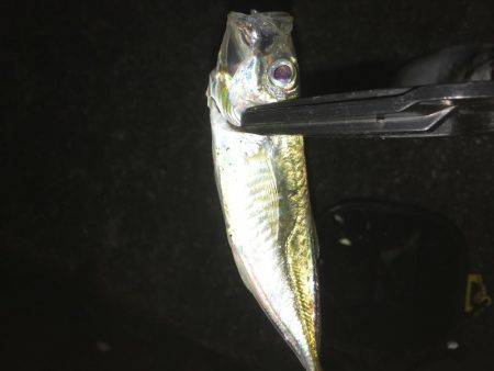 タッチーおるかなぁ