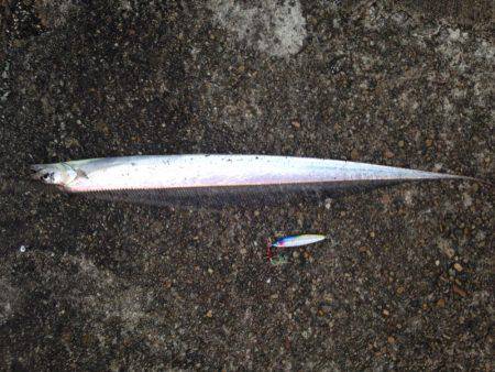 加古川タチウオ調査