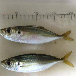 アジ   ウマヅラハギ釣り