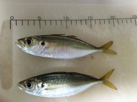 アジ   ウマヅラハギ釣り