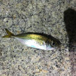 上司初アジング