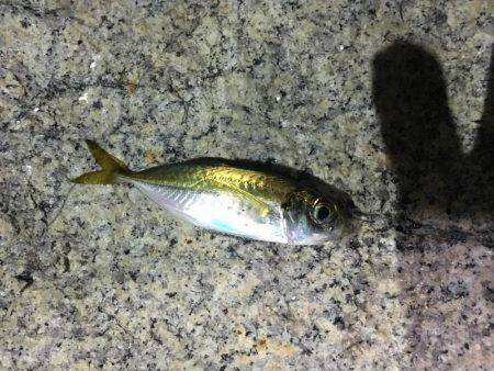 上司初アジング