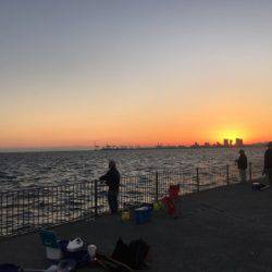 南芦屋浜タチウオ