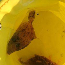 11月突入、気温は下がるが海水温はまだ高め、釣り日和ですね