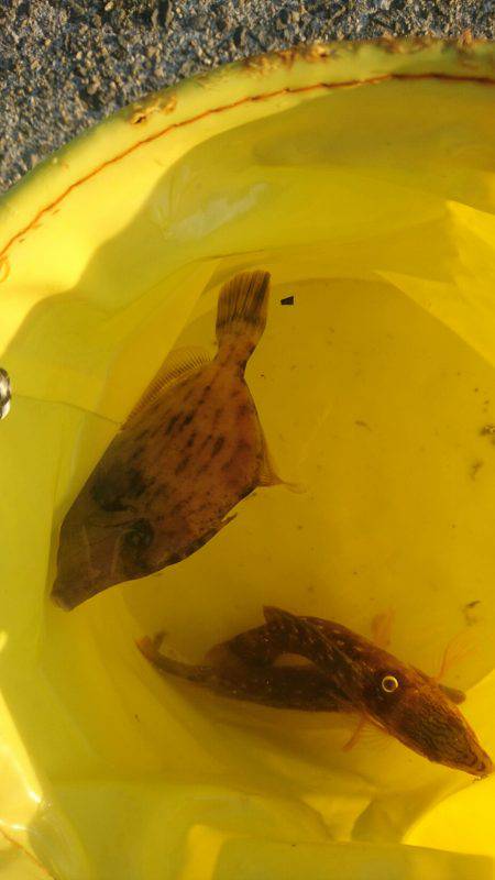 11月突入、気温は下がるが海水温はまだ高め、釣り日和ですね