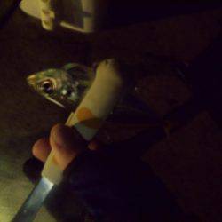 ちょこっとアジング