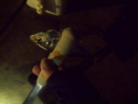 ちょこっとアジング