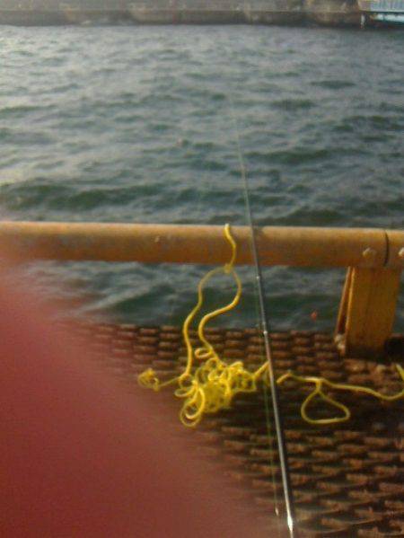 大サバ　キャッチ