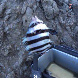 カゴ釣り in 今子浦