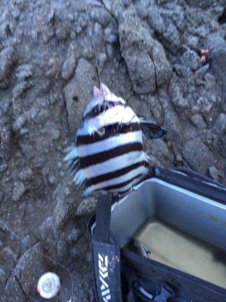 カゴ釣り in 今子浦