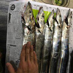 ミノータチウオ