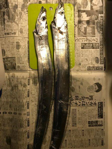 プラッキングタチウオ