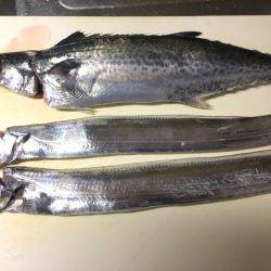 南芦屋浜サゴシ&タチウオ