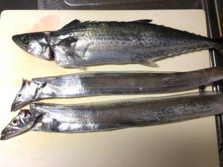 南芦屋浜サゴシ&タチウオ