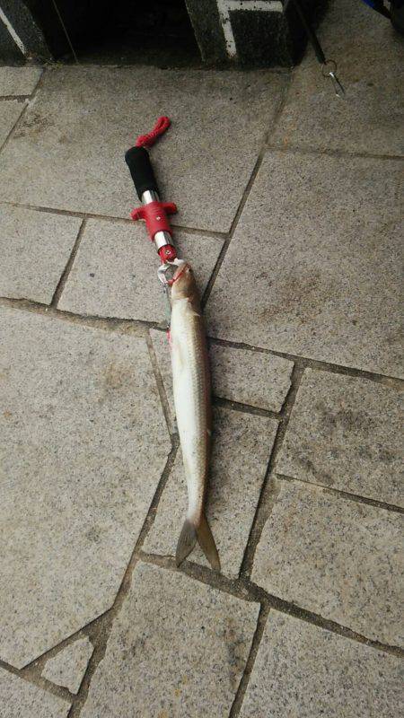 秋アオリが釣りたい　～season2淡路遠…