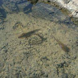 アオリイカ狙いで今日も行ってきました。