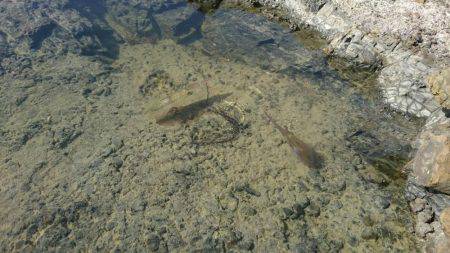 アオリイカ狙いで今日も行ってきました。