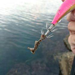 イカを求めてあちこちと・・・