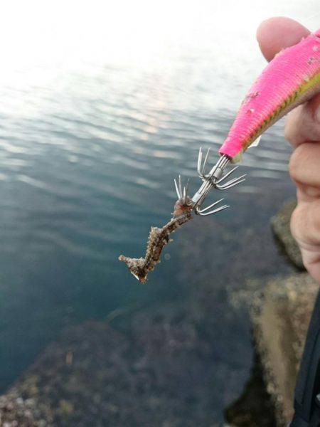 イカを求めてあちこちと・・・