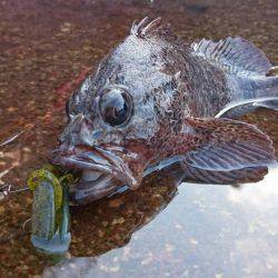 ヒラマサ釣れず・・・