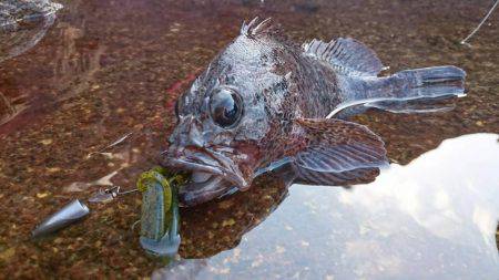 ヒラマサ釣れず・・・