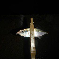 ライトソルト！