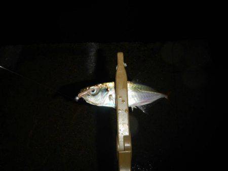 ライトソルト！