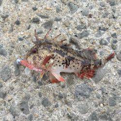 大阪南をランガン