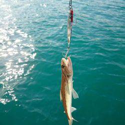 エギング&サゴシング