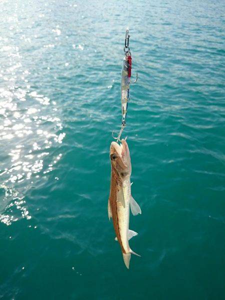 エギング&サゴシング