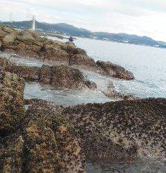 こんなん出ました・・・アオリイカpt3