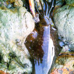 ジジジッ ジジッジジ