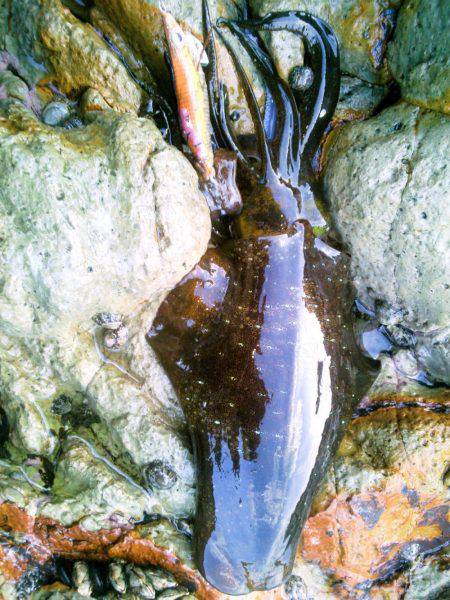 ジジジッ ジジッジジ