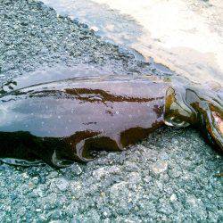 寒波がくる前に。