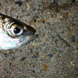 夕マズメに間に合ったが…