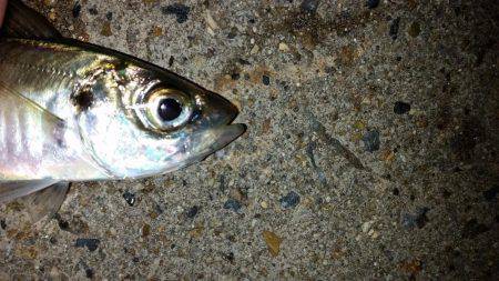 夕マズメに間に合ったが…