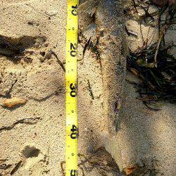 昨日はアジング、今日は………