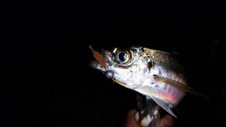 ムコイチ→舞洲