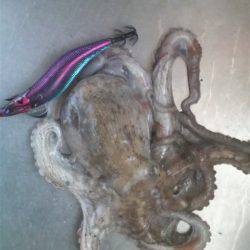 久しぶりのイカですが・・・！