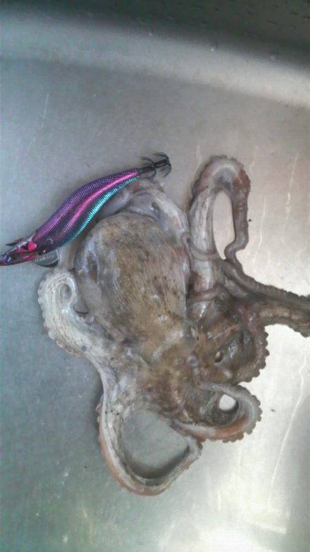 久しぶりのイカですが・・・！